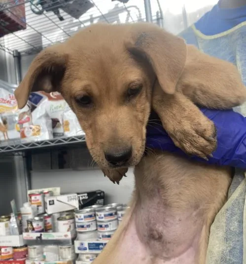 A baby medium-sized female Mixed Breed dog named Peach for adoption in Dallas, TX