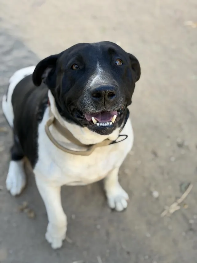 An adult large-sized female Pit Bull Terrier dog named Gloria for adoption in Santa Maria, CA