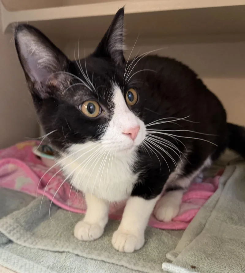 Gomez Adams thumbnail 2