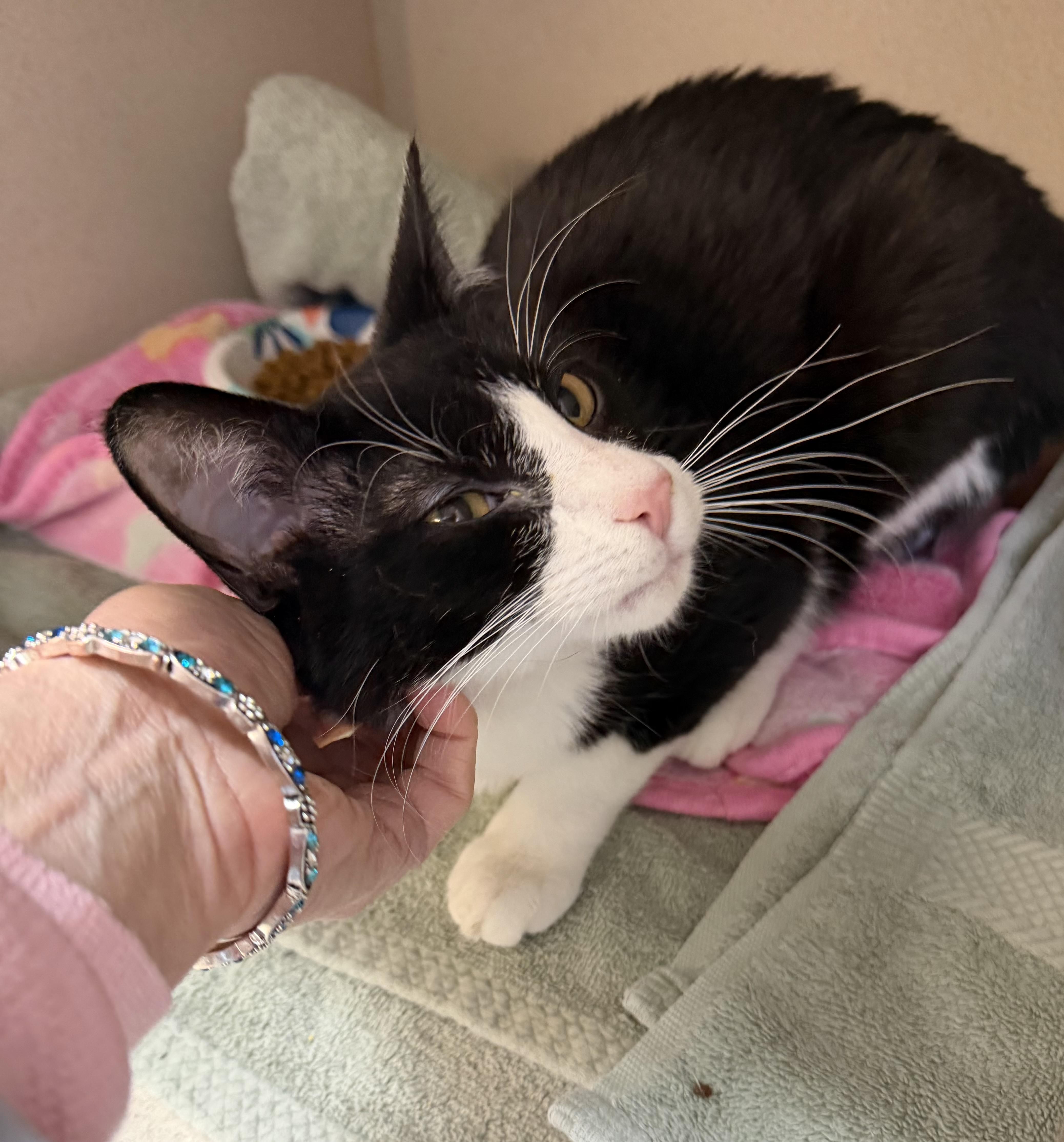 Gomez Adams thumbnail 3