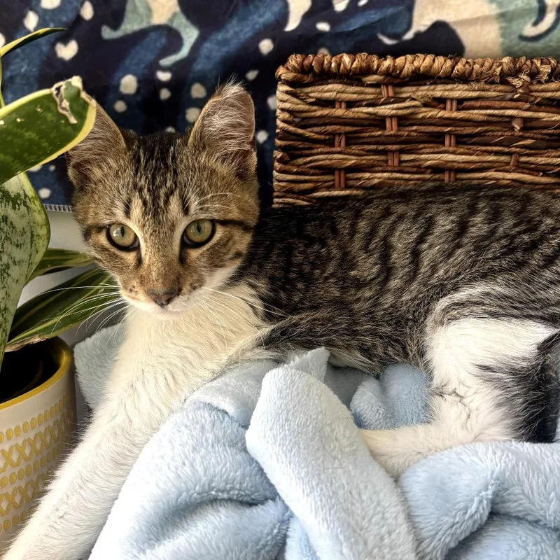 A young medium-sized male Brown / Chocolate Domestic Short Hair cat named Lawrence for adoption in Long Beach, CA