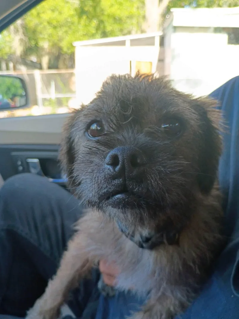 An adult small-sized male Terrier dog named Ollie for adoption in Winter haven, FL