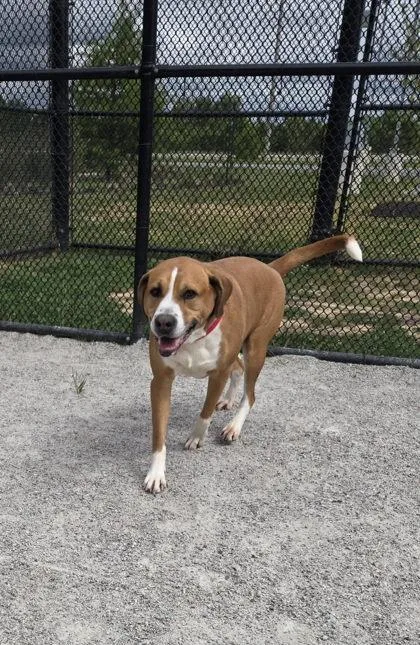 An adult large-sized male Mixed Breed dog named Sir Charles for adoption in Fairfax, VA