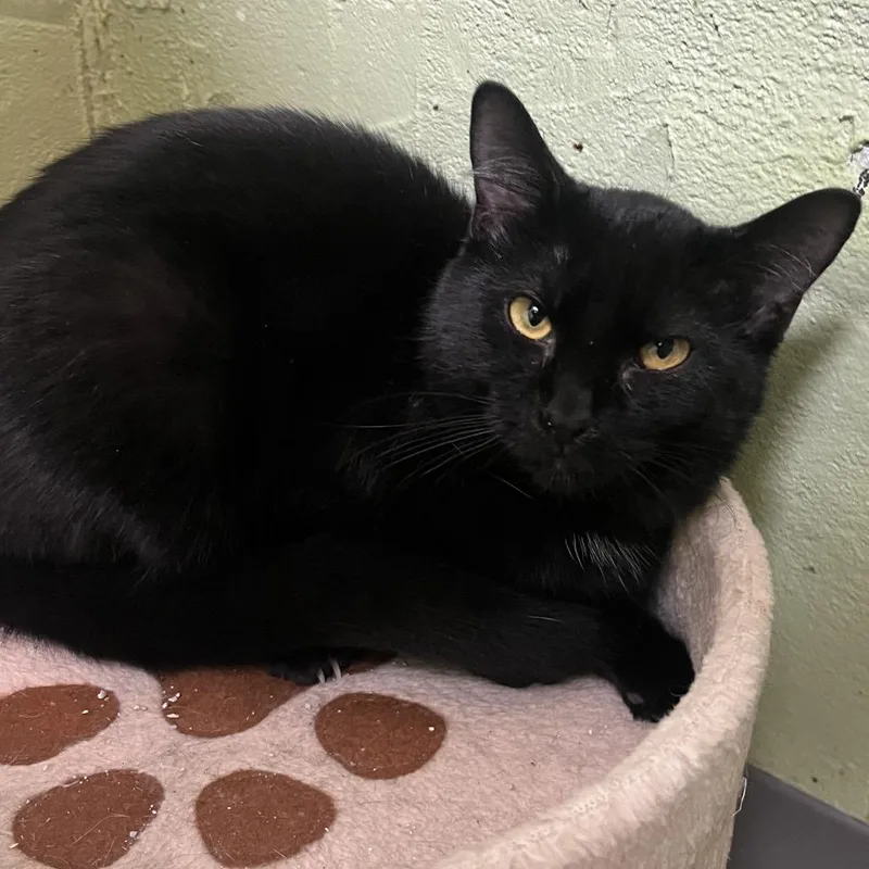 A young medium-sized female Black Domestic Short Hair cat named Aruba for adoption in Mount Juliet, TN