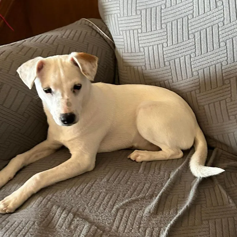 A young small-sized female White / Cream Jack Russell Terrier dog named Libby for adoption in Montgomery, TX