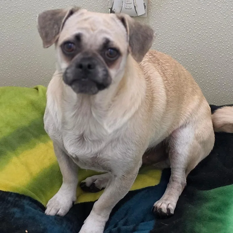 An adult small-sized male Pug dog named Jett Chino Hills for adoption in Chino Hills, CA