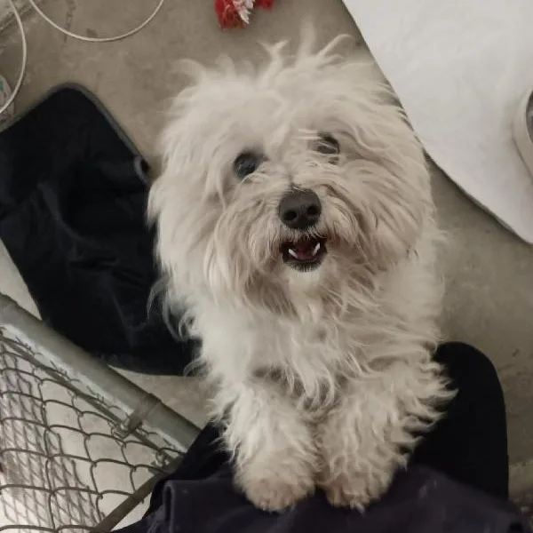 An adult small-sized male Maltese dog named Peter Cottontail for adoption in Seymour, IN