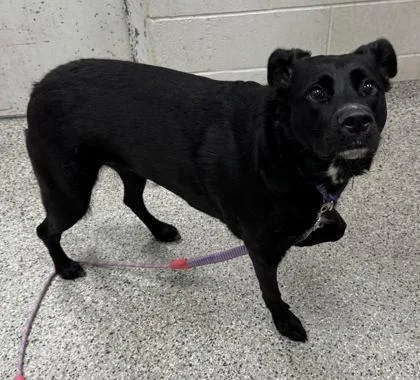 An adult extra large-sized female Black Mixed Breed dog named Havana for adoption in Kansas City, MO