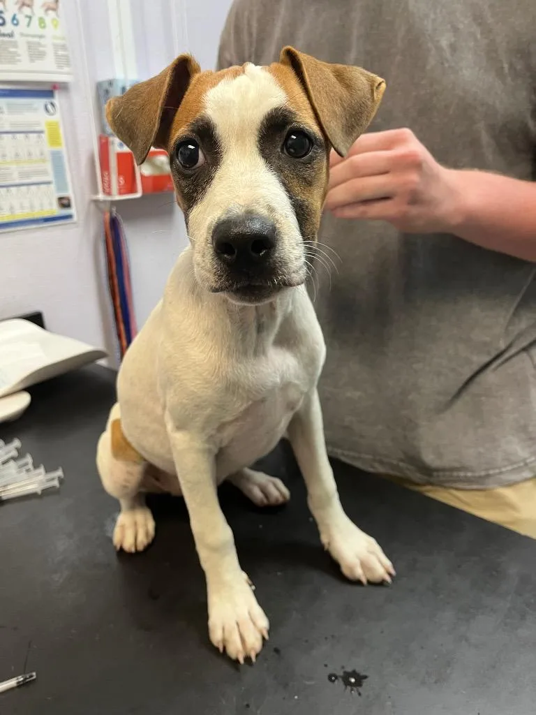 A baby medium-sized female Terrier dog named Danish for adoption in New Braunfels, TX