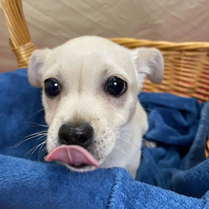 A baby small-sized male Yellow / Tan / Blond / Fawn Mixed Breed dog named Leonard for adoption in Lacon, IL
