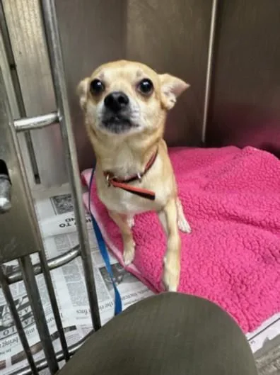 An adult small-sized male Mixed Breed dog named Jacoby for adoption in Los Angeles, CA