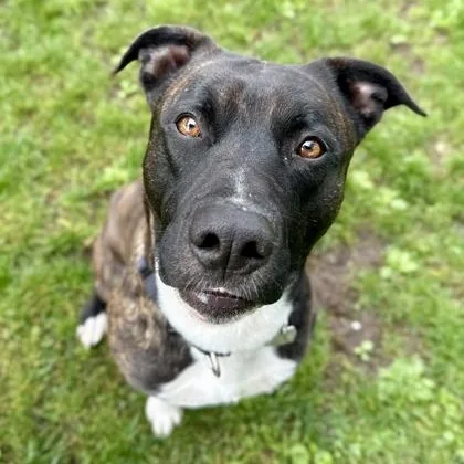 An adult large-sized male Mixed Breed dog named Atlas for adoption in Roseburg, OR