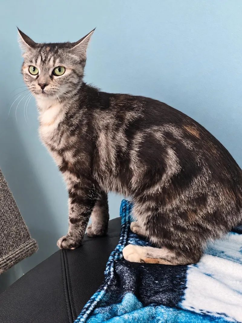 A young medium-sized female Tabby (Tiger Striped) Domestic Short Hair cat named Mayci for adoption in Chicago Ridge, IL