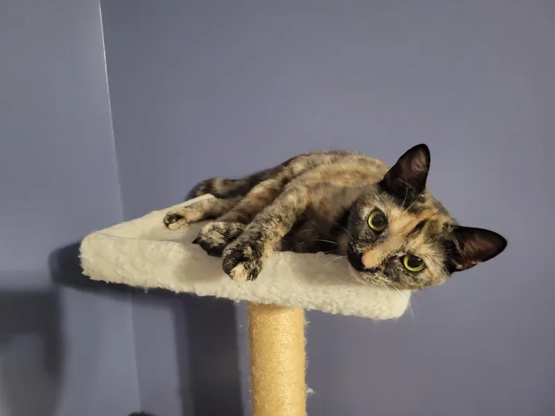 A young medium-sized female Tortoiseshell cat named Clawapatra for adoption in Columbia, SC