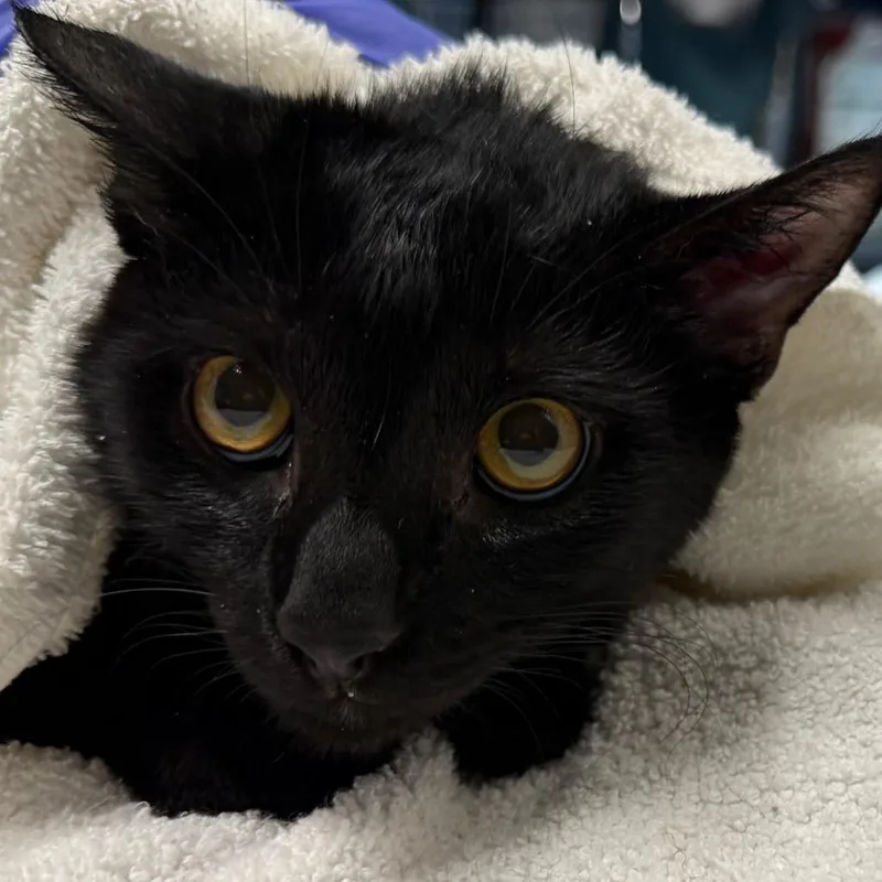 An adult medium-sized male Black Domestic Short Hair cat named Touch Grass for adoption in Providence, RI