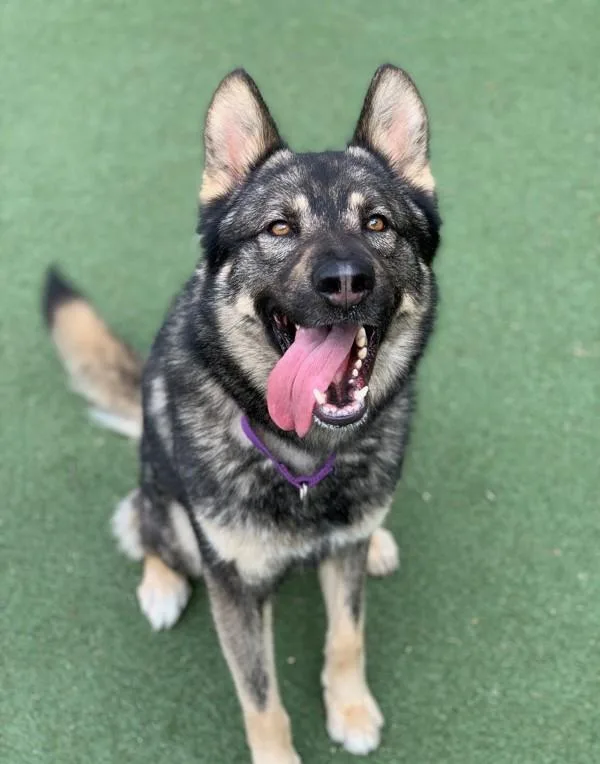 An adult large-sized male German Shepherd Dog dog named Bandit for adoption in Oceanside, CA