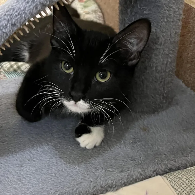 An adult medium-sized female Black Domestic Short Hair cat named Angelina for adoption in Los Angeles, CA