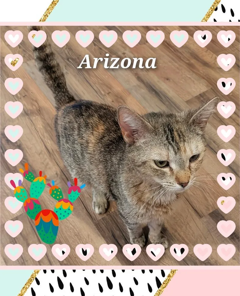 A young medium-sized female Domestic Short Hair cat named Arizona for adoption in Grovetown, GA