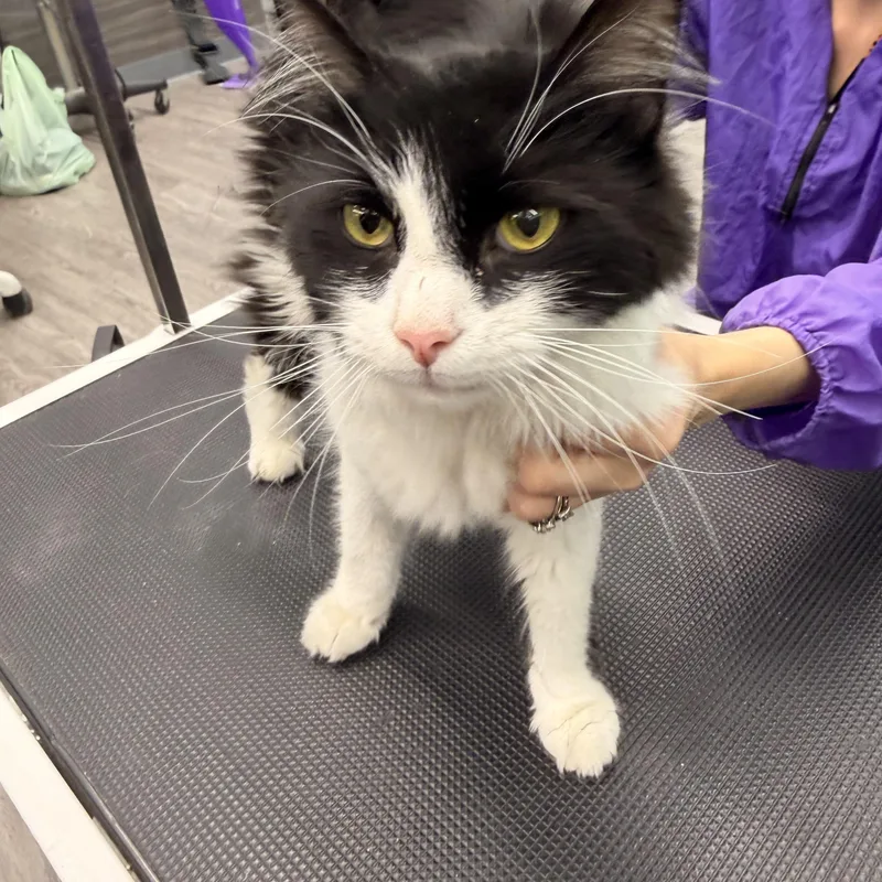 A young large-sized male Black & White / Tuxedo Domestic Long Hair cat named Professor Plum for adoption in Scranton, PA