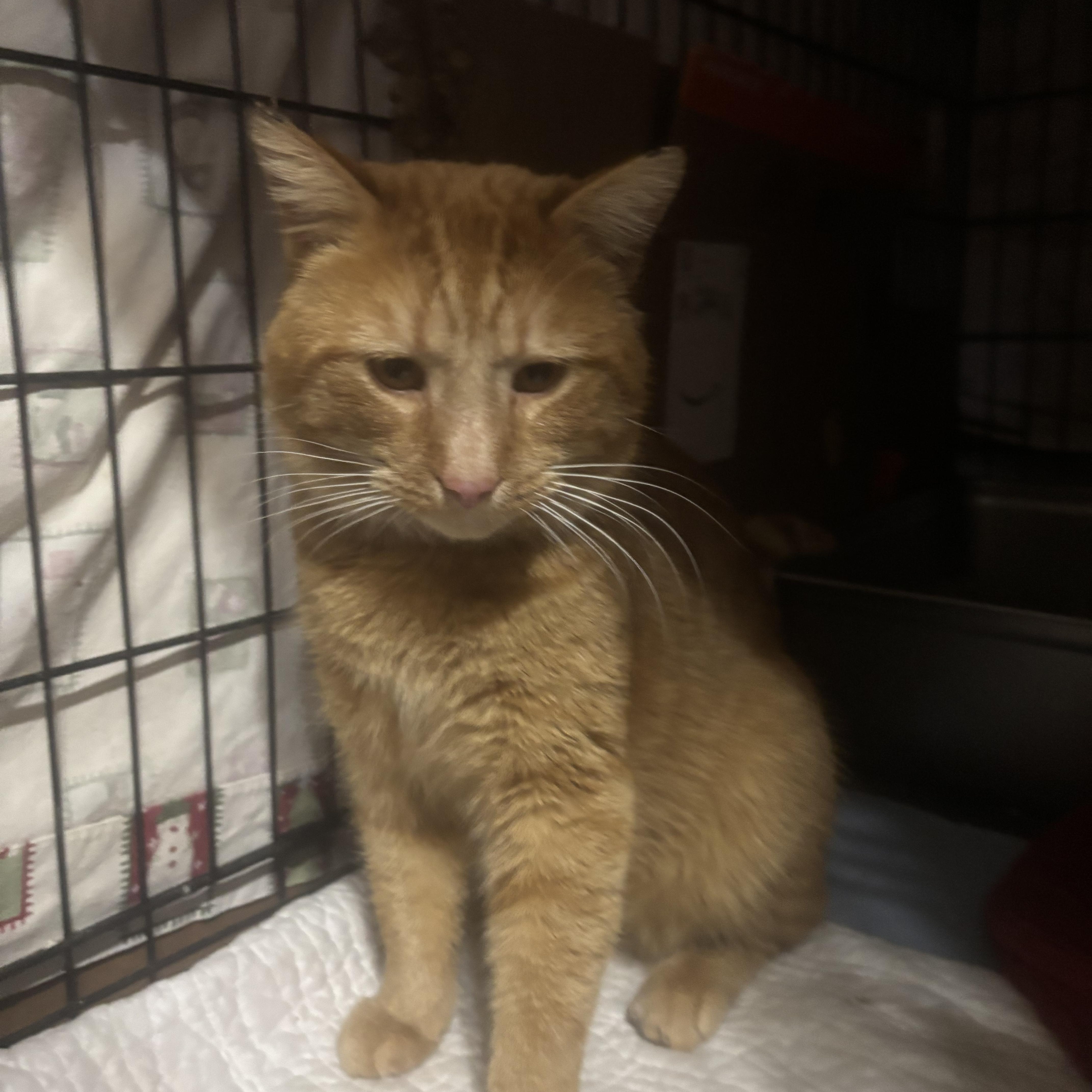 Cheese Curl thumbnail 2