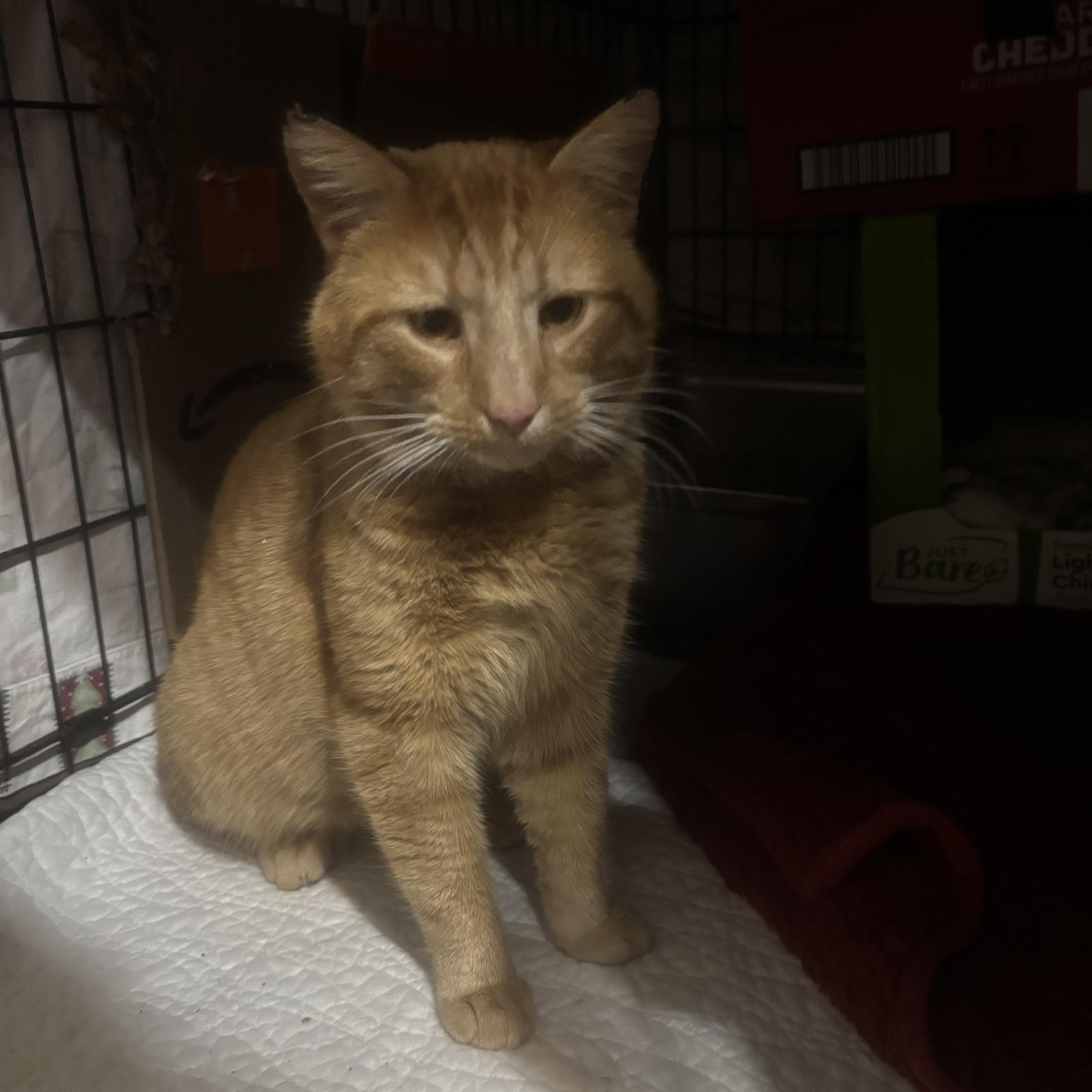 Cheese Curl thumbnail 3