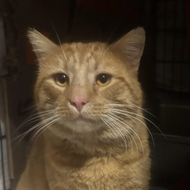 Cheese Curl thumbnail 4