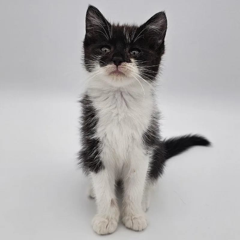 A baby small-sized female Black & White / Tuxedo Domestic Short Hair cat named Fibula for adoption in Asheville, NC