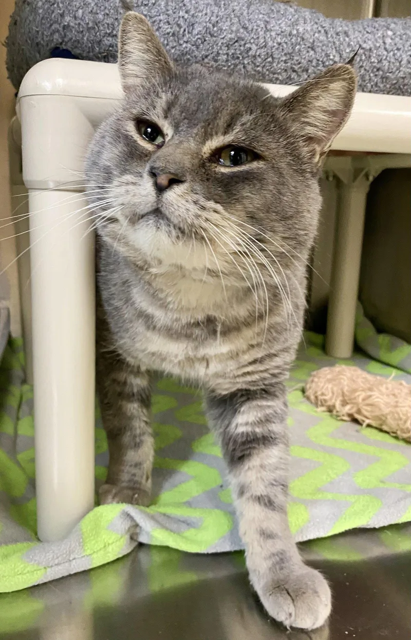 An adult large-sized male Domestic Short Hair cat named Sunday for adoption in Fargo, ND