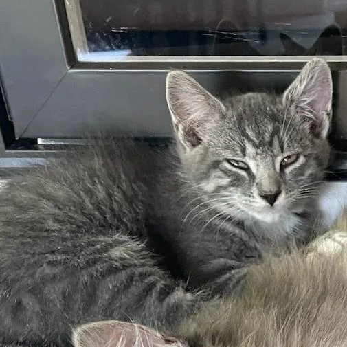 A baby small-sized male Gray / Blue / Silver Domestic Short Hair cat named Han for adoption in Newport News, VA