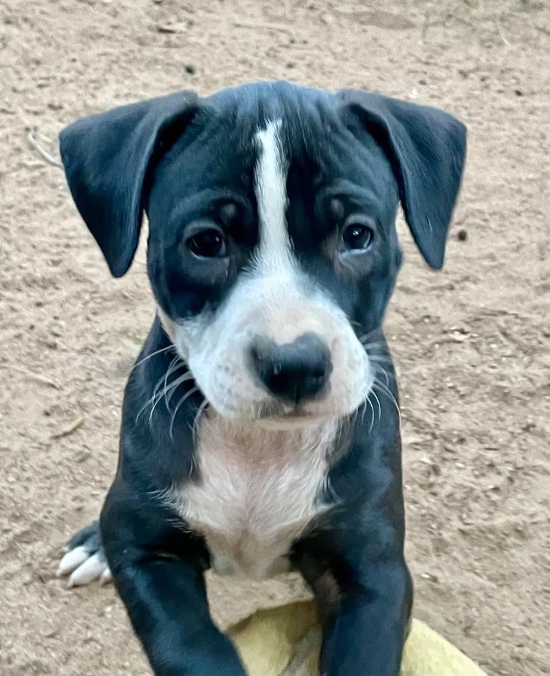 A baby medium-sized female Pit Bull Terrier dog named Alice for adoption in Carmel, NY