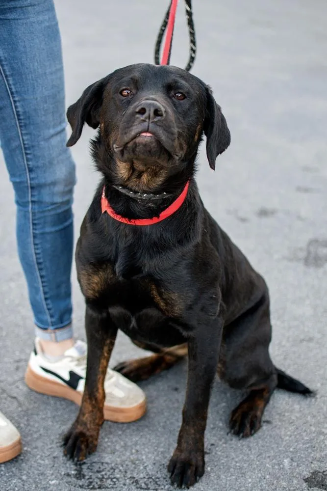 A young medium-sized male Rottweiler dog named Chuck for adoption in Frankfort, NY