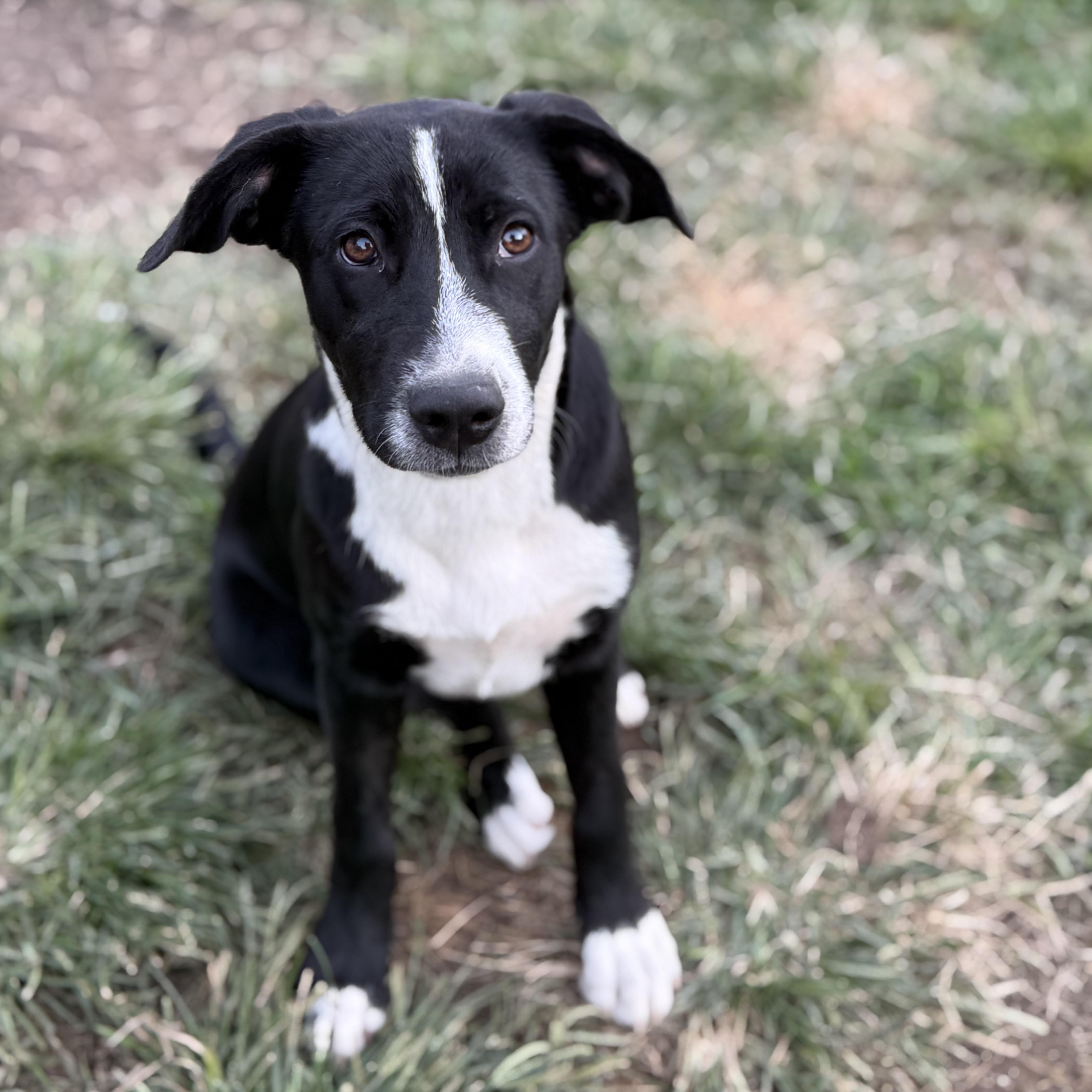 A baby large-sized female Labrador Retriever dog named Sally for adoption in Amarillo, TX