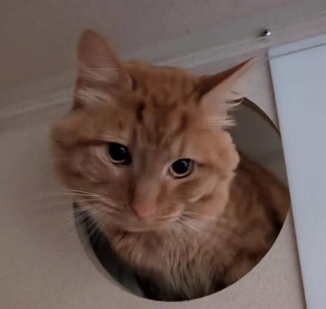 A young small-sized male Domestic Medium Hair cat named Buddies for adoption in Denver, CO