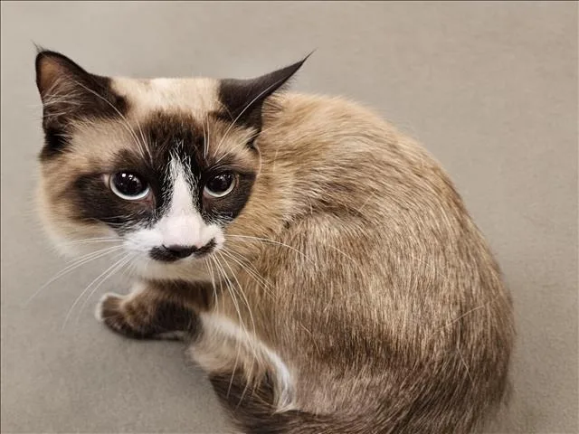 A young medium-sized female Domestic Short Hair cat named Luna for adoption in Los Angeles, CA