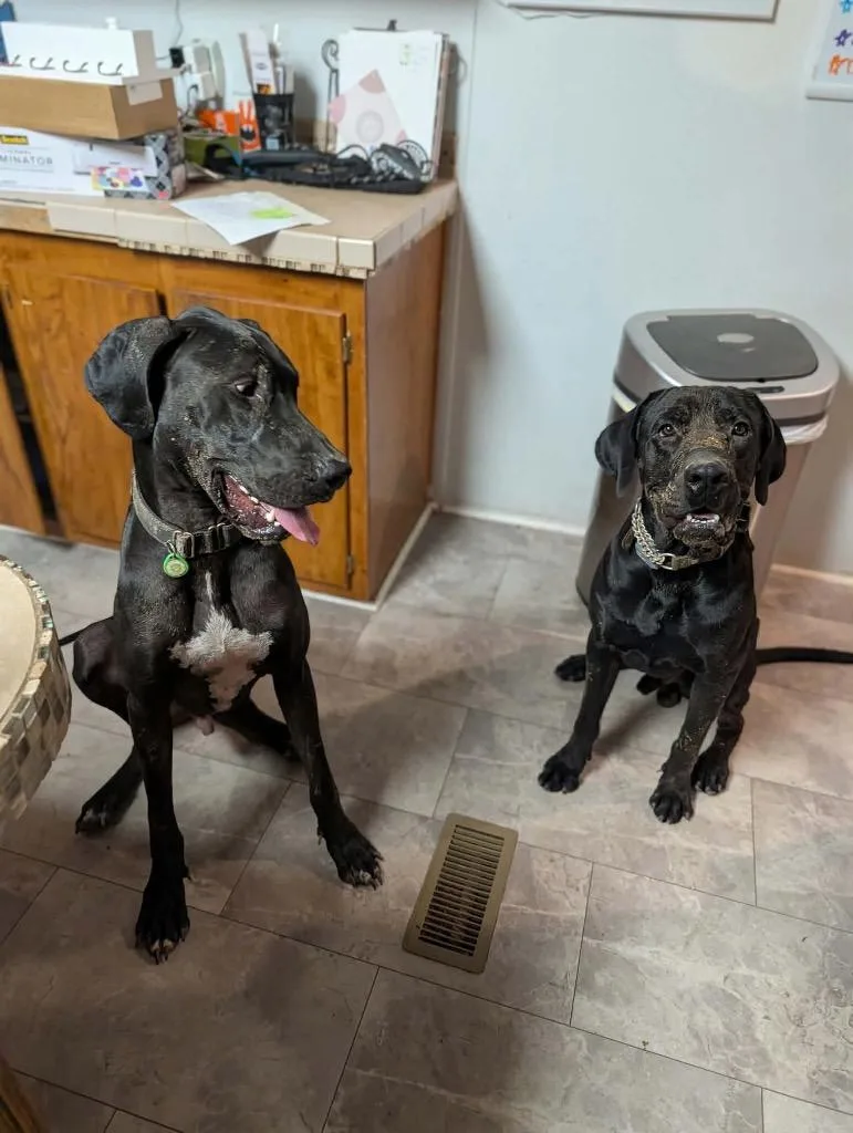 An adult extra large-sized male Black Great Dane dog named Mr. Bane for adoption in Bullard, TX