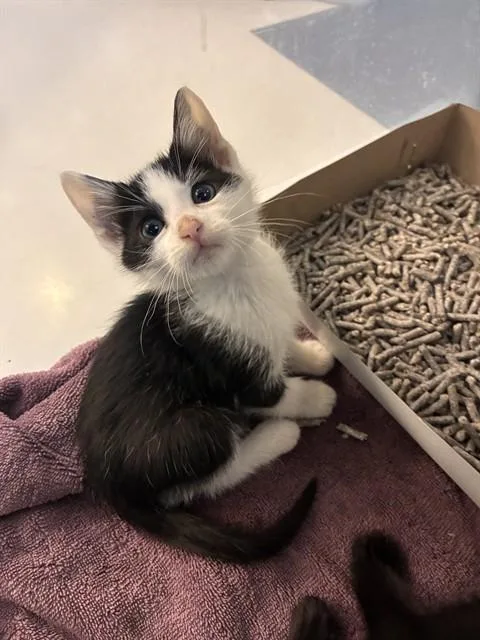 A baby small-sized male Domestic Short Hair cat named Miles for adoption in San Jose, CA