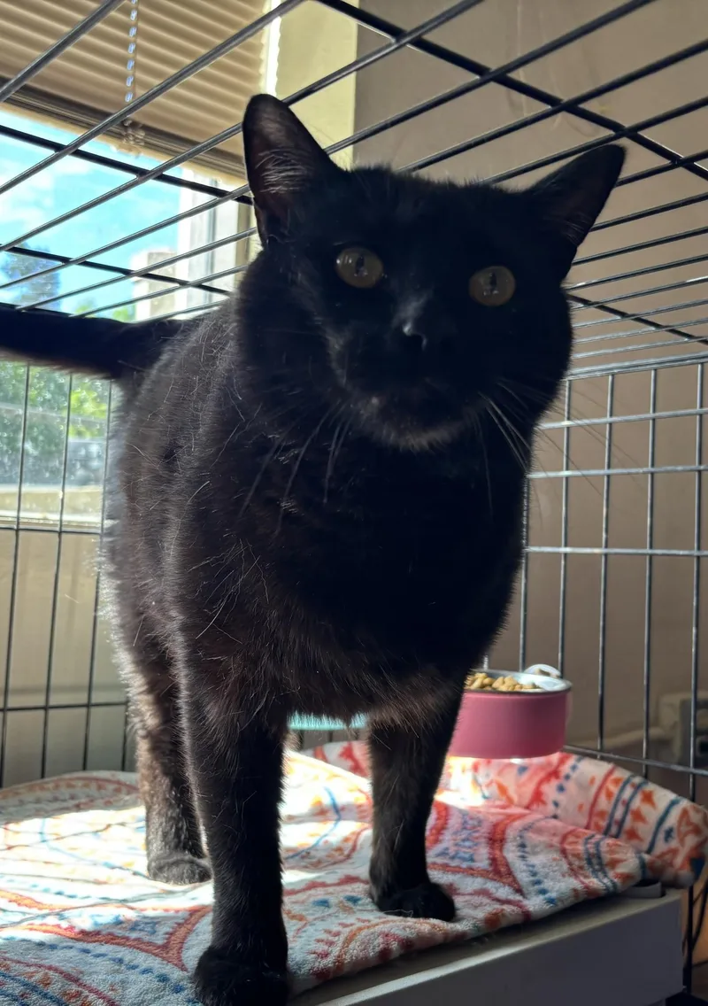 Prince Blackie