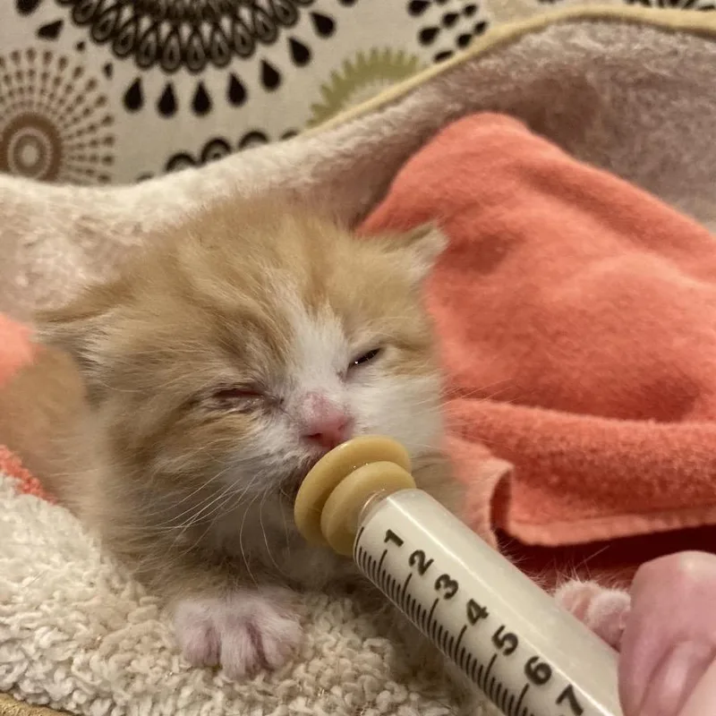 A baby small-sized female Orange / Red Domestic Short Hair cat named Dandelion for adoption in Fairfax Station, VA