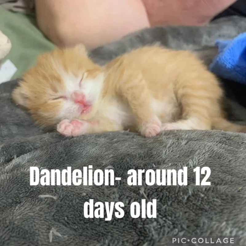 Dandelion thumbnail 3