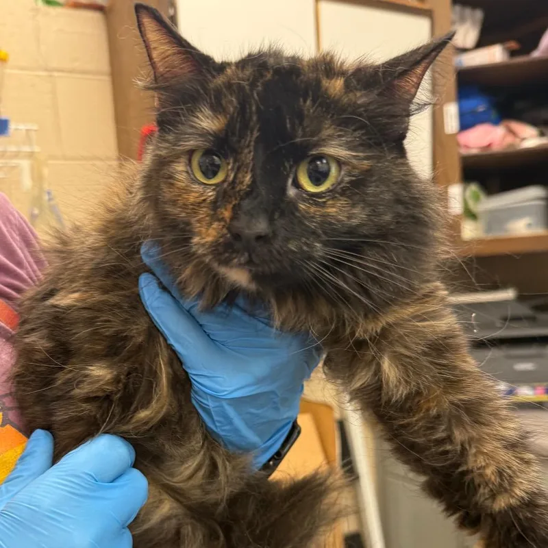 An adult small-sized female Tortoiseshell Domestic Short Hair cat named Mocha for adoption in Troy, VA