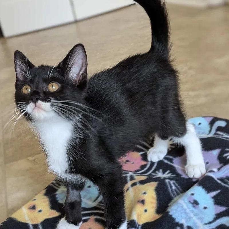 A baby small-sized female Black Domestic Short Hair cat named Izzie for adoption in Huntsville, AL