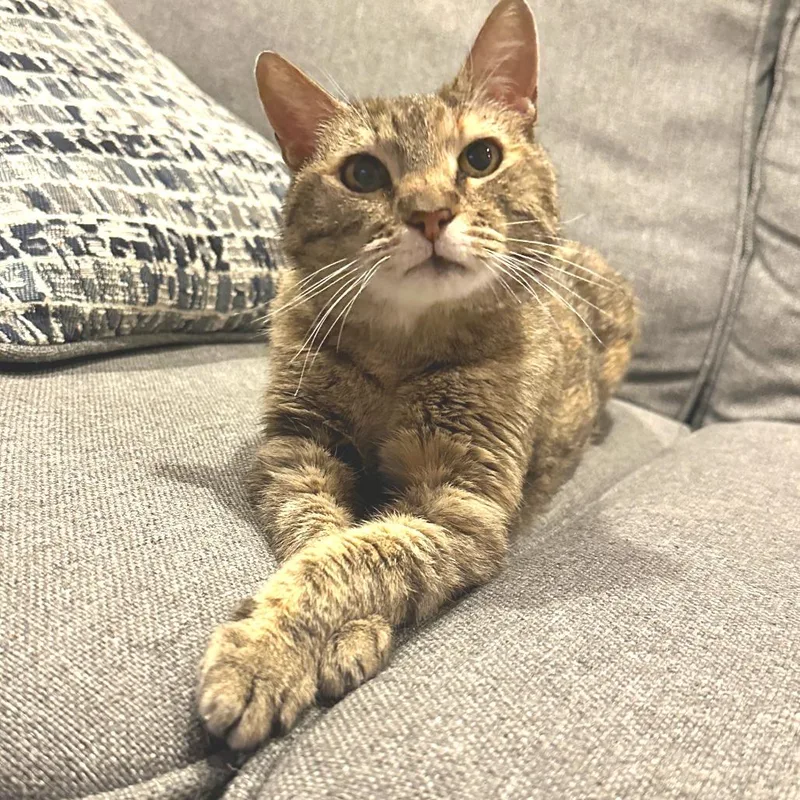 An adult medium-sized female Calico Domestic Short Hair cat named Tilly for adoption in New York, NY