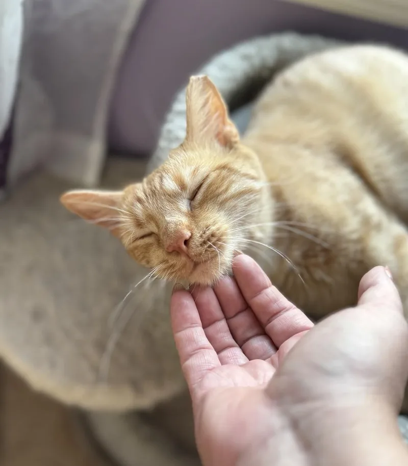 An adult medium-sized female Orange / Red Domestic Short Hair cat named Sunbeam for adoption in North Babylon, NY