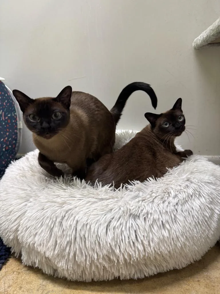 An adult medium-sized female Tonkinese cat named Reba for adoption in Lancaster, PA