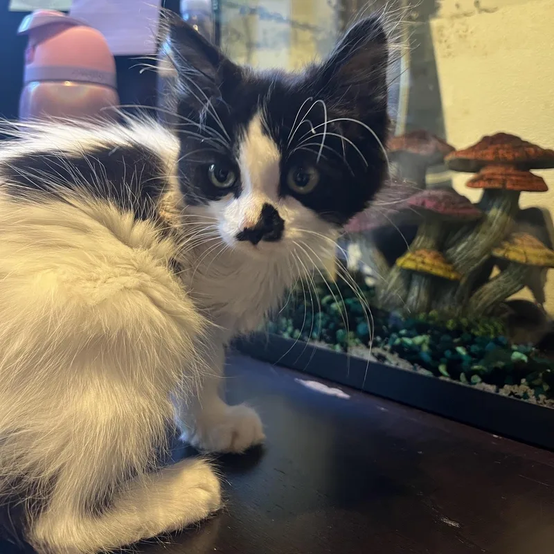 A baby medium-sized male Black & White / Tuxedo Domestic Short Hair cat named Chicken Wing for adoption in Portland, OR
