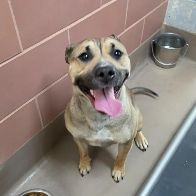 An adult medium-sized female Yellow / Tan / Blond / Fawn Mixed Breed dog named Stella for adoption in Easton, PA