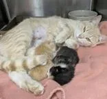 An adult medium-sized female Buff / Tan / Fawn Domestic Short Hair cat named Soraya for adoption in Portsmouth, OH