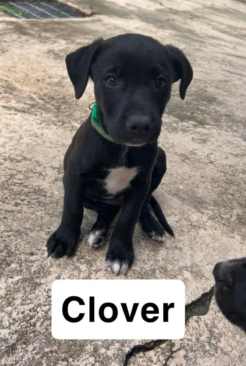 Clover