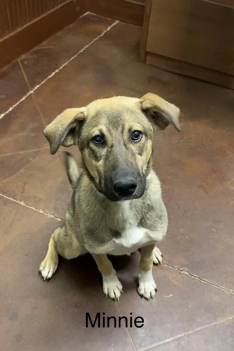 A young medium-sized female Tricolor (Brown, Black, & White) Anatolian Shepherd dog named Divi for adoption in Holly Springs, MS