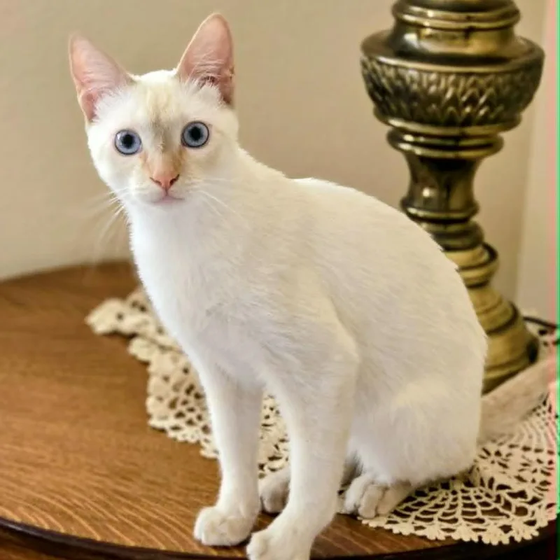 A young small-sized male Orange / Red Siamese cat named Willy for adoption in Agoura Hills, CA